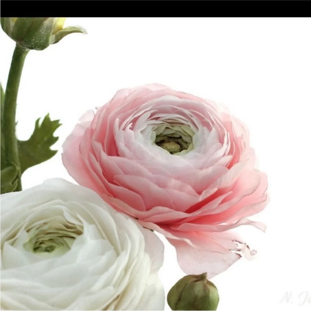 Z Gallerie  Exquisite Ranunculus Stems The Epitome of Romantic Elegance set of 9